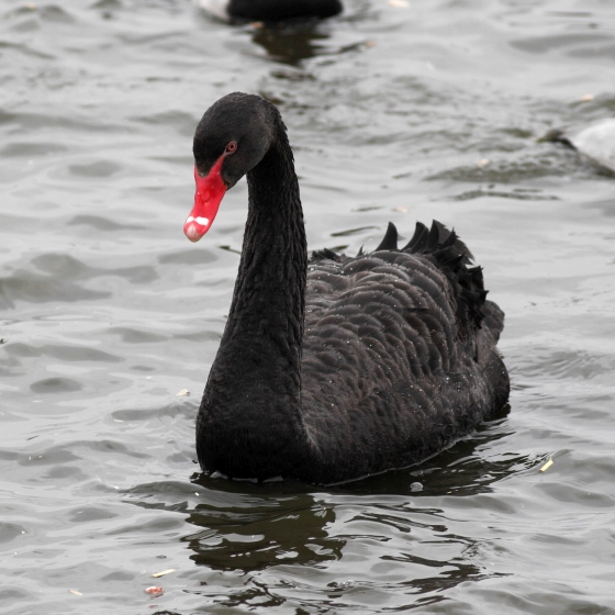 Black swan outlet image